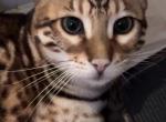 Rocket Bengal - Bengal Cat For Sale - North Brunswick Township&comma; NJ&comma; US
