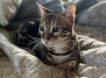 Bengal Male Cat - Bengal Cat For Sale - 