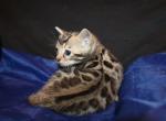 Chloe - Bengal Kitten For Sale - Valparaiso&comma; IN&comma; US