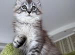 Fluffy Maine Coon Kitten - Maine Coon Kitten For Sale - Bal Harbour&comma; FL&comma; US