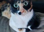 Senua - Domestic Cat For Adoption - Casa Grande&comma; AZ&comma; US