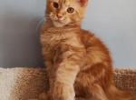 Sweet Red Polydactyl Maine Coon - Maine Coon Kitten For Sale - Bal Harbour&comma; FL&comma; US