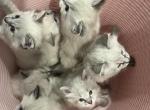 long fur kittens - American Longhair Kitten For Sale - Agawam&comma; MA&comma; US