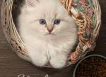 Iris Opal - Siberian Kitten For Sale - 