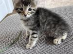 Montana Highland Lynx - Highlander Kitten For Sale - Absarokee&comma; MT&comma; US