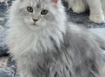 silver shaded young adult female Maine Coon - Maine Coon Kitten For Sale - Union City&comma; MI&comma; US