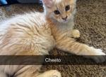 Maine coon litter - Maine Coon Kitten For Sale - Republic&comma; MO&comma; US