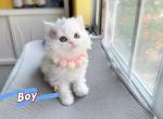 Ponpon - Selkirk Rex Kitten For Sale - 