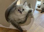 Tiger - Ragdoll Kitten For Sale - San Diego&comma; CA&comma; US