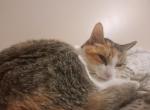 Maya - Domestic Cat For Adoption - N Dartmouth&comma; MA&comma; US