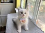 Sunny - Ragdoll Kitten For Sale - 
