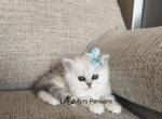 Snow - Persian Kitten For Sale - Fort Worth&comma; TX&comma; US