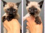 Siamese Pure Bred Kittens - Siamese Kitten For Sale - Leominster&comma; MA&comma; US