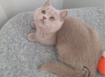 Zoltan - Brazilian Shorthair Kitten For Sale