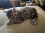 Tabby Polydactyl Male - Maine Coon Kitten For Sale - Chapel Hill&comma; NC&comma; US