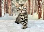 Tula - Bengal Kitten For Sale - Corona&comma; CA&comma; US