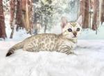Nina - Bengal Kitten For Sale - Corona&comma; CA&comma; US