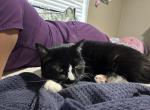 Tushka - Domestic Cat For Adoption - Angier&comma; NC&comma; US