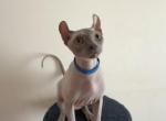 Elf kittens - Sphynx Kitten For Sale - Miami&comma; FL&comma; US