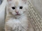 Edwin of Kingdom of Northumbria - Maine Coon Kitten For Sale - Chandler Heights&comma; AZ&comma; US