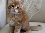 Hailey of Kingdom of Northumbria - Maine Coon Kitten For Sale - Chandler Heights&comma; AZ&comma; US