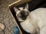 Siamese kittens - Siamese Cat For Sale - Spartanburg&comma; SC&comma; US