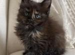 Ella of Kingdom of Northumbria - Maine Coon Kitten For Sale - Chandler Heights&comma; AZ&comma; US