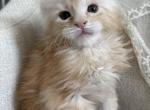 Evan of Kingdom of Northumbria - Maine Coon Kitten For Sale - Chandler Heights&comma; AZ&comma; US