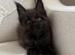 Rowan of Kingdom of Northumbria - Maine Coon Kitten For Sale - Chandler Heights&comma; AZ&comma; US