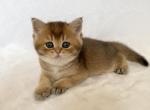 Pavel - British Shorthair Kitten For Sale - New York&comma; NY&comma; US