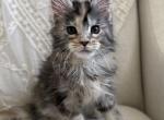 Elowen of Kingdom of Wessex litter - Maine Coon Kitten For Sale - Chandler Heights&comma; AZ&comma; US