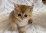 Riki - British Shorthair Kitten For Sale - New York&comma; NY&comma; US