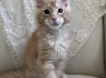 Ethan of Kingdom of Wessex litter - Maine Coon Kitten For Sale - Chandler Heights&comma; AZ&comma; US