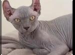 Elf - Sphynx Kitten For Sale - Miami&comma; FL&comma; US