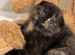 Cappuccino - Scottish Fold Kitten For Sale - Federal Way&comma; WA&comma; US