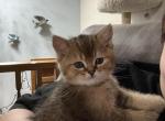 Moose - British Shorthair Kitten For Sale
