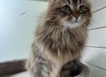 Stella - Siberian Cat For Sale/Retired Breeding - Douglas&comma; MA&comma; US