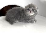 Scottish Fold Female 2 - Scottish Fold Kitten For Sale - 