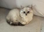Peter - Persian Kitten For Sale - San Diego&comma; CA&comma; US