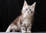 Maine Coon Kitten Very Sweet and Fluffy - Maine Coon Kitten For Sale - Bal Harbour&comma; FL&comma; US