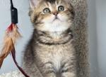 British shorthair female - Brazilian Shorthair Kitten For Sale - Shakopee&comma; MN&comma; US