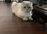 Busya - Scottish Fold Cat For Sale - Federal Way&comma; WA&comma; US