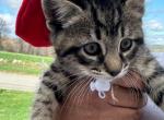 Kittens - Maine Coon Kitten For Sale - Athol&comma; MA&comma; US