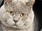 Oscar - Scottish Straight Cat For Sale - Federal Way&comma; WA&comma; US
