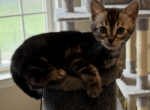 Beautiful Bengal kitten - Bengal Kitten For Sale - Reinholds&comma; PA&comma; US