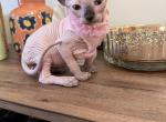 Sphynx Kittens - Sphynx Kitten For Sale - Homestead&comma; FL&comma; US