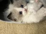 Ragdoll F2 - Ragdoll Kitten For Sale - Dayton&comma; MD&comma; US