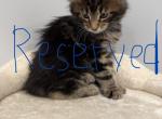 Lynx - Maine Coon Kitten For Sale - 