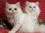 Princess Seraphina Available White Persian - Persian Kitten For Sale - 