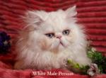 Prince Caspian Available White PERSIAN BLUE EYES - Persian Kitten For Sale - 